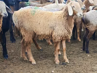 نعجة, Arashan sheep — الصورة 4