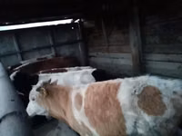 Toro, Simmental cattle — foto 7