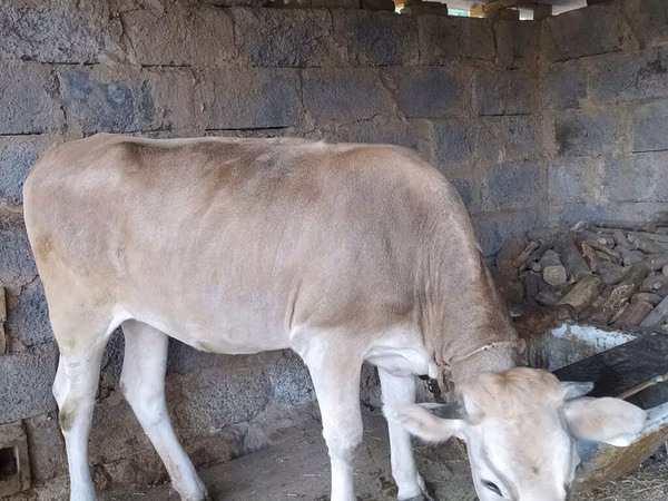 母牛, Cattle