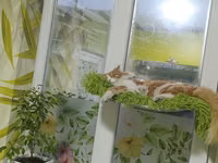 Лежанка для кота на присосках 55*32 — फ़ोटो 1