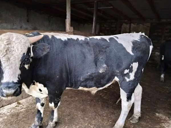 Бұқа, Russian Black pied cattle