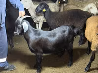Cabra, Alpine goat — foto 2