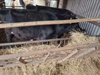 Bulle, Aberdeen-Angus — Foto 2