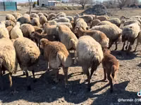母羊, Sheep — 照片 1