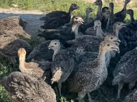 Turkeys — الصورة 1