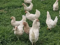 Chickens — الصورة 1