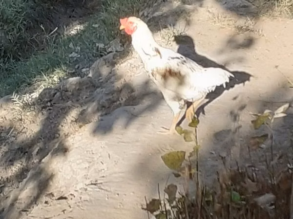 Chickens — Usbekistan