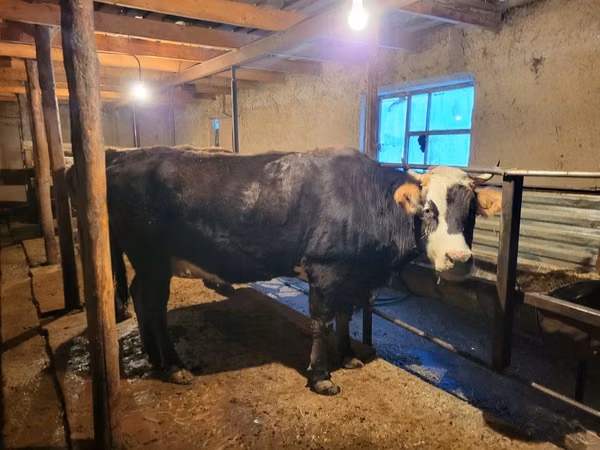 गाय, Latvian Blue cattle — कज़ाखस्तान