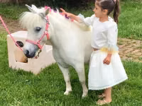 حصان, Miniature horse — الصورة 2
