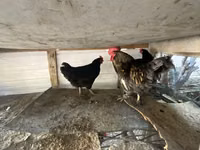 Chickens — Foto 2