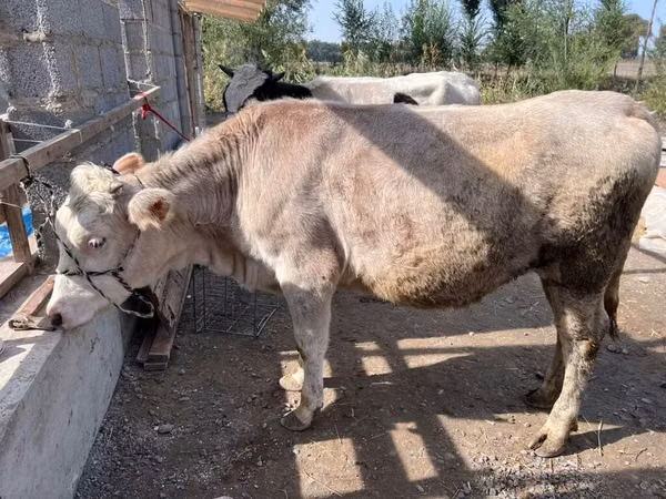 Kuh, Simmental cattle