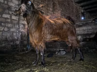 बकरा, Kamori goats — फ़ोटो 1