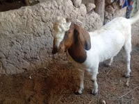Ziegenbock, Boer goat — Foto 1