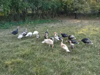 Turkeys — Foto 2