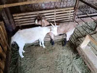 Cabra, Cabras — foto 1