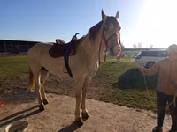 公马, Horses — 照片 2