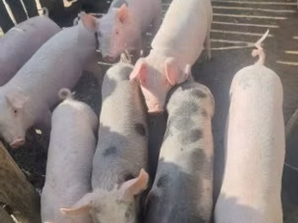 猪（批次，未指定性别）, Pigs