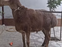 Qoʻchqor, Arashan sheep — 3-rasm