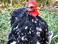 Pekin-Zwerg — Foto 1
