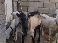 Cabro, Alpine goat — foto 3