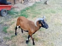Carnero, Cameroon sheep — foto 2