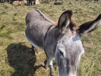 Mare, Horses — photo 2