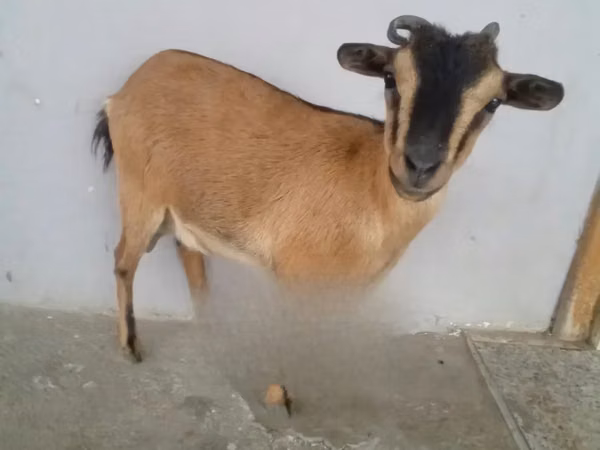 母山羊, Goats