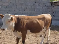 Бұқа, Swiss cattle — 3-сурет