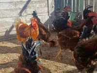 Chickens — Foto 2