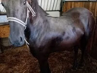 Stute, Friesian — Foto 1