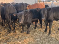 Toro, Aberdeen-Angus — foto 3