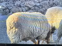 كبش, Dorper sheep — الصورة 2