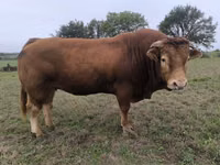 公牛, Limousin cow — 照片 1