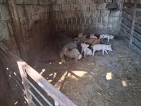 母猪, Pigs — 照片 7