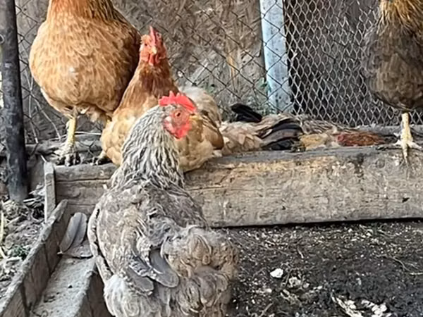 Chickens — Kirgisistan