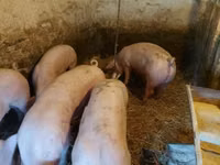 Schweine (Partie, Geschlecht nicht angegeben) — Foto 2