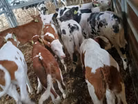 Qoramol (partiya, jinsi ko‘rsatilmagan), Simmental cattle — 5-rasm