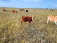 Bull, Simmental cattle — photo 2