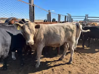 Сиыр, Simmental cattle — 1-сурет