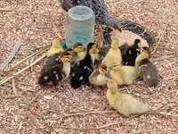 Ducks — फ़ोटो 2
