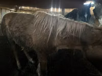 Stute, Horse breed — Foto 2