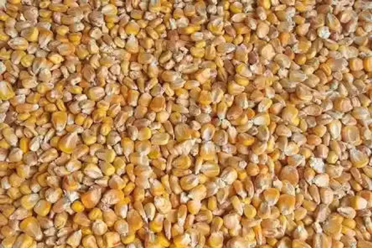 Продам кукурузу