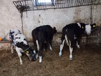 Vaca, Ganado vacuno — foto 5