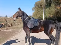 Hengst, French Trotter — Foto 5