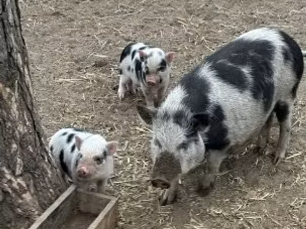 Säue, 