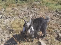母山羊, Goats — 照片 4