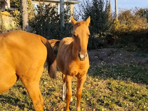 Otlar (partiya, jinsi ko‘rsatilmagan), Thoroughbred horse