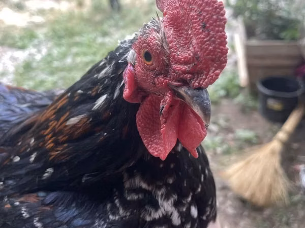 Japanisches Bantam