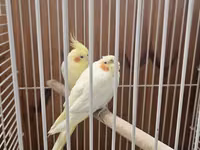 Məhsul: Nymph paraket cütü və qəfəs dəsti Təsvir: - İki ədəd nymph — фото 3