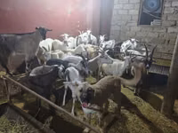 母山羊, Goats — 照片 6